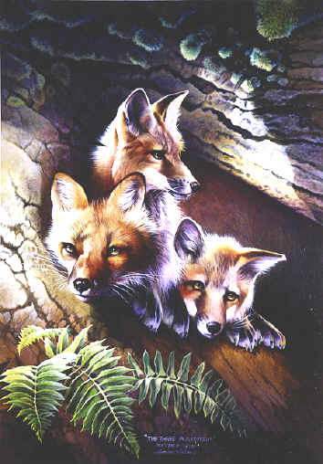 wildlife paintings, wildlife artwork, wildlife artist, wildlife paintings, paintings of wildlife,  smoky mountain wildlife paintings,Animal Paintings, Wildlife Paintings, animal & wildlife artwork, paintings of animals~Wildlife Artist~Smoky Mountains. Paintings of animals from around the world done by Christian artist Spencer Williams 