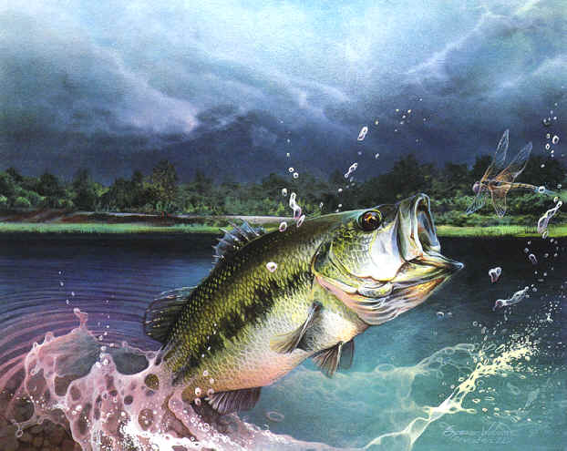 A largemouth bass that is so hungry he will jump out of the water to get a 