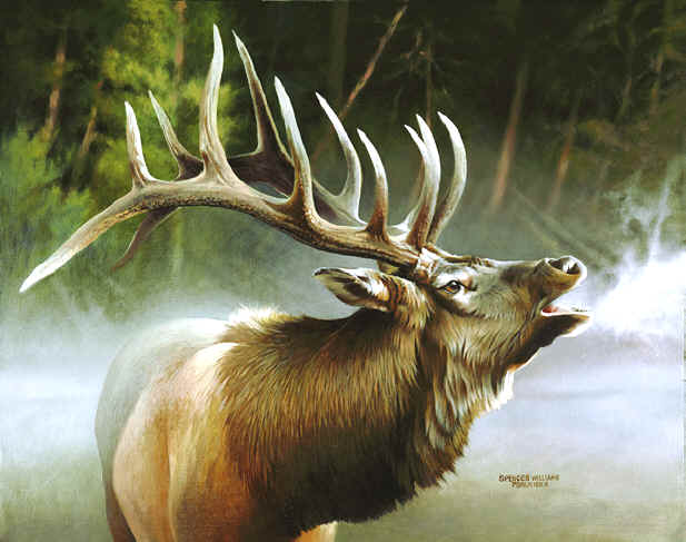 elk  animal