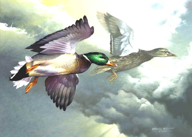 Bird Paintings, animal & wildlife paintings, animal & wildlife artwork ...
