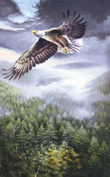 Pictures Of Eagles Flying. a mature Bald Eagle flying