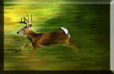 deer painting, deer running, deer photo, deer paintings, deer pictures