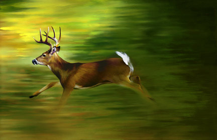 deer paintings, Animal Paintings ~ Paintings of Wof, wolf painting~ Wildlife Art ~ Animal Paintings & Animal Artwork~ Paintings of Wildlife ~ Smoky Mountains Tennessee