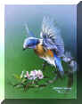 bird paintings,birds, Wildlife Paintings ~ Wildlife Art ~ Animal Paintings & Animal Artwork~ Paintings of Wildlife