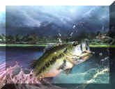 Underwater Paintings, animal &amp; wildlife paintings, animal &amp; wildlife artwork, paintings of animals~wildlife Artist~Smoky Mountains. Paintings of animals from around the world done by Christian artist Spencer Williams 