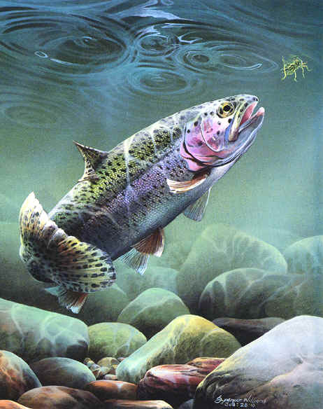 Underwater Paintings, animal &amp; wildlife paintings, animal &amp; wildlife artwork, paintings of animals~wildlife Artist~Smoky Mountains. Paintings of animals from around the world done by Christian artist Spencer Williams 