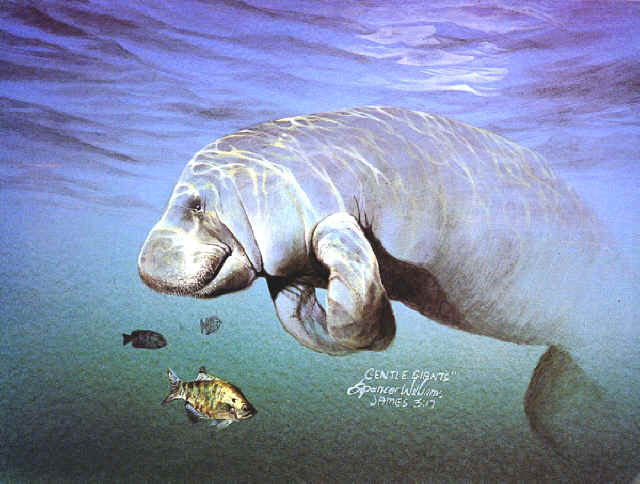 Underwater Paintings, animal & wildlife paintings, paintings of animals, wildlife  art Spencer Williams